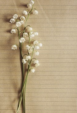 Книга Варвара из Мейрна (СИ)